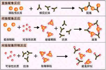 PE-Cy7标记的兔抗犬IgM抗体