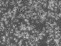 人海马神经元 HN-h