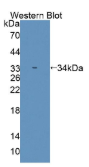 单链选择性单功能尿嘧啶DNA糖基化酶1(SMUG1）多克隆抗体