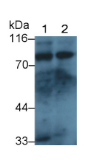 黑素转铁蛋白(MFI2）多克隆抗体
