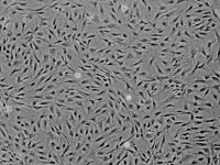 人脑血管周细胞 HBVP