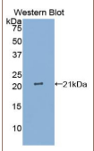 白介素25(IL25）多克隆抗体