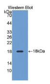 沙漠刺猬因子(DHH）多克隆抗体