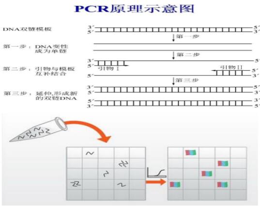 隐孢子虫通用荧光定量PCR试剂盒--探针法