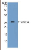 CD200分子(CD200）多克隆抗体