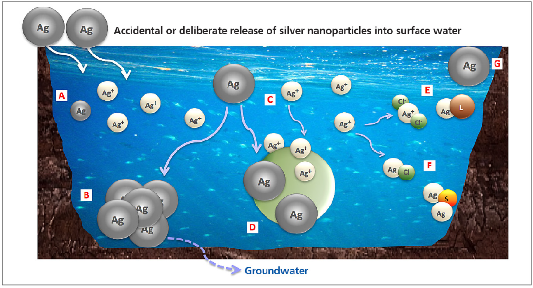 单颗粒 ICP-MS 应用：水中银纳米颗粒的归宿
