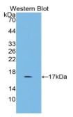 生长分化因子3(GDF3）多克隆抗体