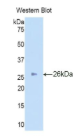 艾杜糖-2-硫酸酯酶(IDS）多克隆抗体