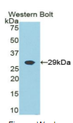 生长因子受体结合蛋白2(Grb2）多克隆抗体