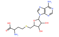 979-92-0/S-腺苷高半胱氨酸