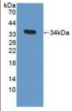 载脂蛋白C3(APOC3）多克隆抗体
