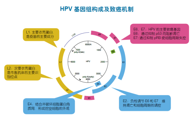 人乳头瘤病毒结构图图片