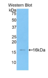 高迁移率族ATHook蛋白2(HMGA2）多克隆抗体