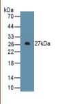 髓分化因子88(MyD88）多克隆抗体