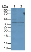 肽酶抑制因子16(PI16）多克隆抗体