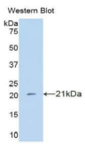 干扰素α4(IFNα4）多克隆抗体