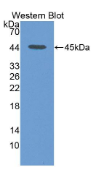 小泛素相关修饰蛋白2(SUMO2）多克隆抗体