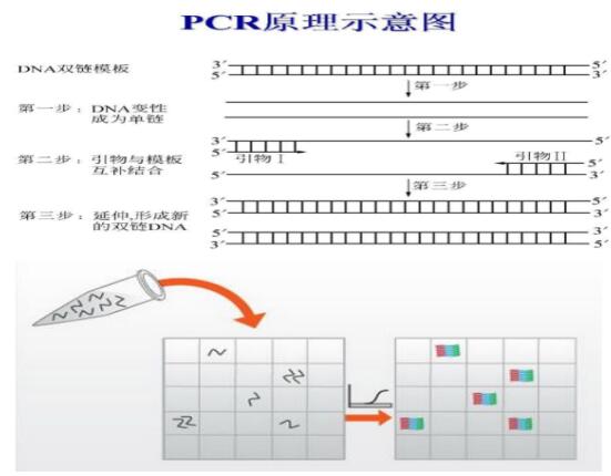 埃希氏菌通用荧光定量PCR试剂盒--探针法