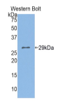 氯离子通道辅助蛋白1(CLCA1）多克隆抗体