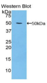 整合素α5(ITGα5）多克隆抗体