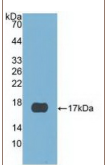 半胱氨酸蛋白酶抑制剂6(CST6）多克隆抗体