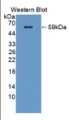 唾液酸结合Ig样凝集素8(SIGLEC8）多克隆抗体