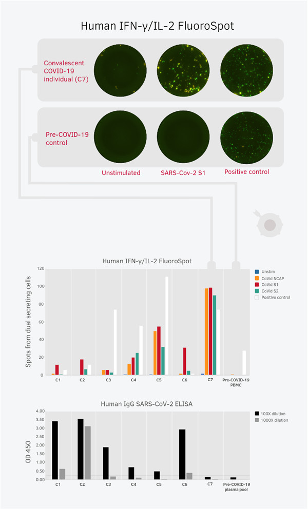 你不得不了解的荧光免疫斑点FluoroSpot技术