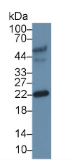 肝配蛋白A3(EFNA3）多克隆抗体