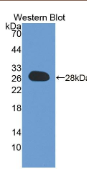 DnaJ/Hsp40同源物亚家族C成员12(DNAJC12）多克隆抗体