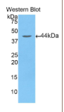 天冬氨酸转氨酶2(AST2）多克隆抗体