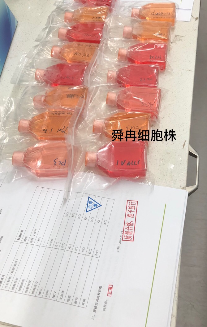 143B细胞