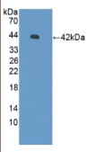 防御素β126(DEFβ126）多克隆抗体