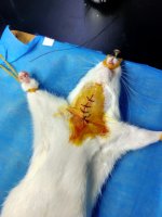 脑缺血再灌注模型