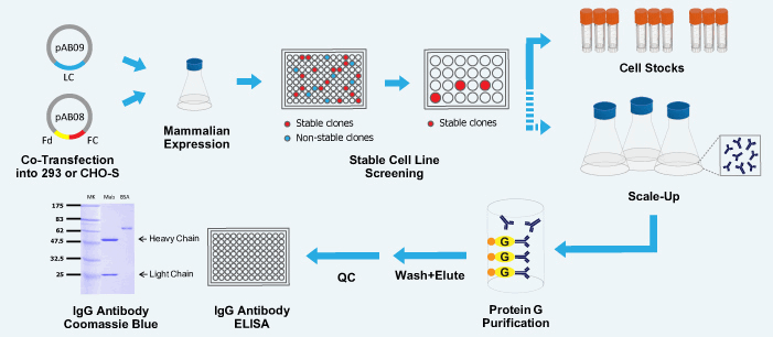 SimpleChIP® Chromatin IP Buffe