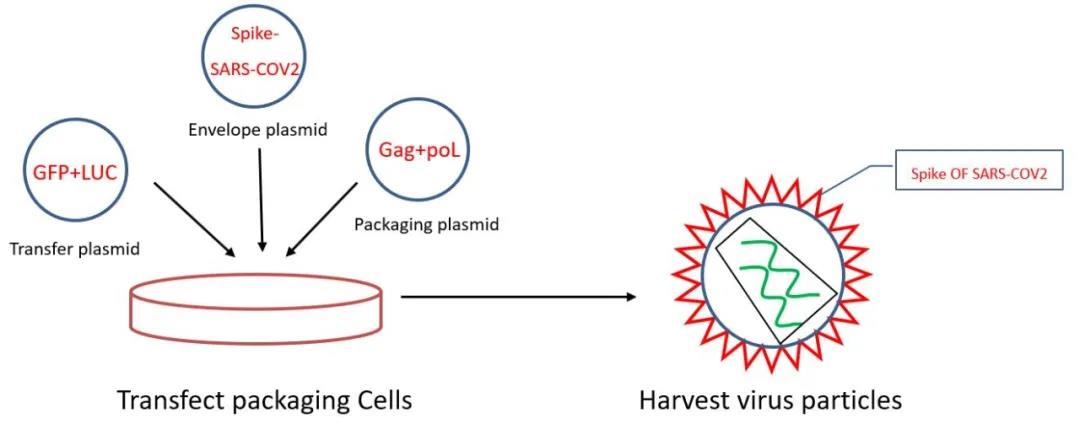 产品发布|疫情当下，比“口罩”更全球缺货的是什么？