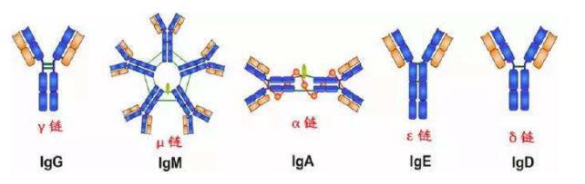SimpleChIP® Chromatin IP Buffe