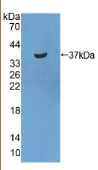 富酪蛋白(STATH）多克隆抗体