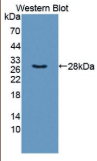 滑行蛋白α(TXLNα）多克隆抗体