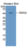 白介素17D(IL17D）多克隆抗体