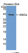 配对框基因9(PAX9）多克隆抗体