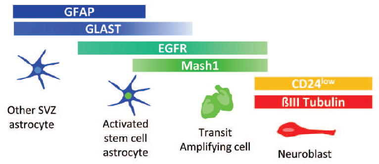从神经干细胞分化命运到退行性疾病，神经再生与修复可能不再遥远