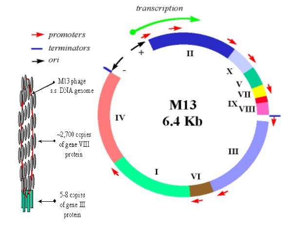 噬菌体载体结构