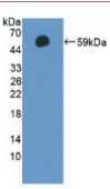 细胞周期素A1(CCNA1）多克隆抗体