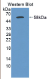 弹性蛋白酶3A(ELA3A）多克隆抗体