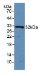 白介素4诱导蛋白1(IL4I1）多克隆抗体