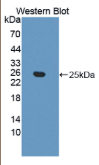 肝配蛋白A5(EFNA5）多克隆抗体