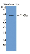 膜联蛋白A10(ANXA10）多克隆抗体