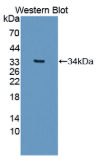 沉默调节蛋白5(SIRT5）多克隆抗体