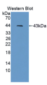 细胞周期素B2(CCNB2）多克隆抗体