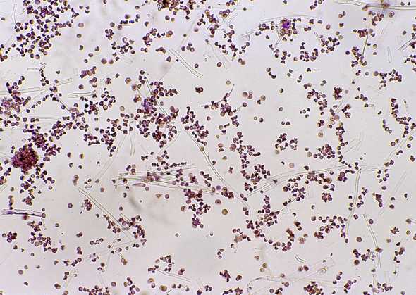 今天小编就为您分享细胞株培养技术的几大要点